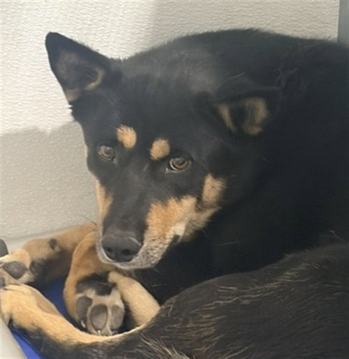 BENDER, a dog for adoption from Devore Animal Shelter