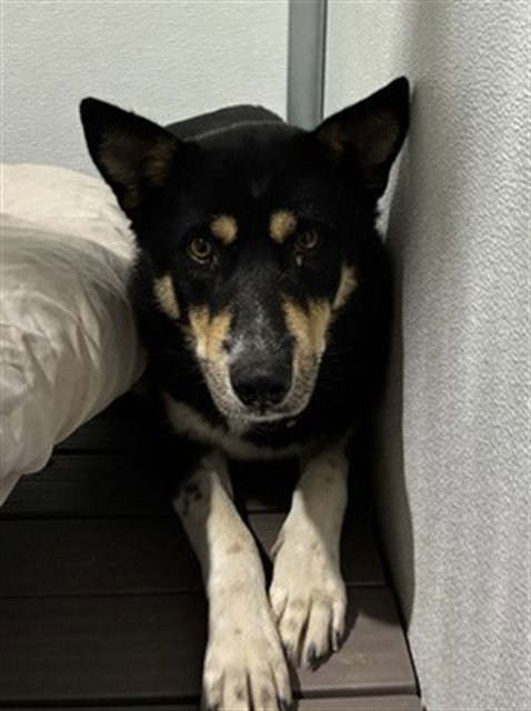 CHARLES, a dog for adoption from Devore Animal Shelter