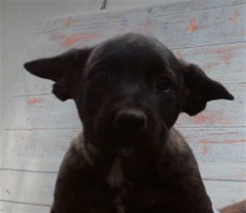 BRUCE, a dog for adoption from Devore Animal Shelter