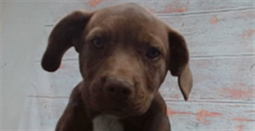WENDY, a dog for adoption from Devore Animal Shelter