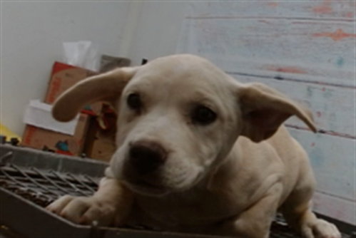 IVEY, a dog for adoption from Devore Animal Shelter