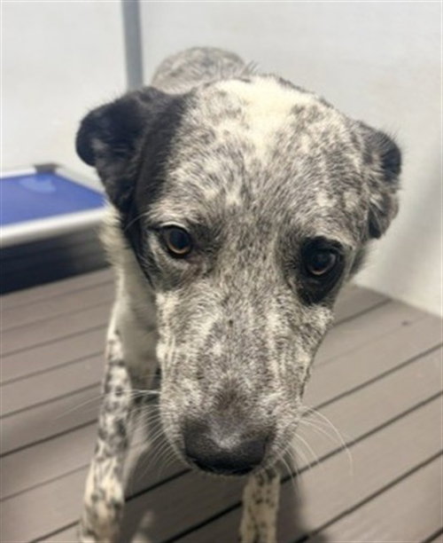 WAYNE, a dog for adoption from Devore Animal Shelter