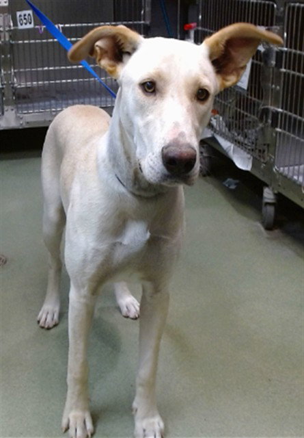 LEXUS, a dog for adoption from Devore Animal Shelter