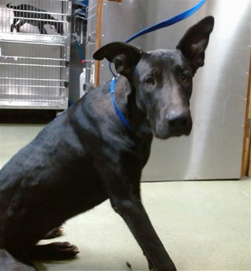 BUTTERFLY, a dog for adoption from Devore Animal Shelter