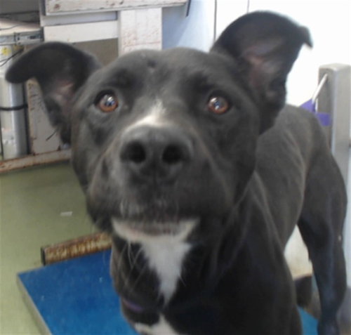 BORIS, a dog for adoption from Devore Animal Shelter