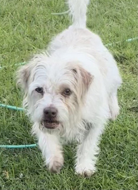 FREDDIE, a dog for adoption from Devore Animal Shelter