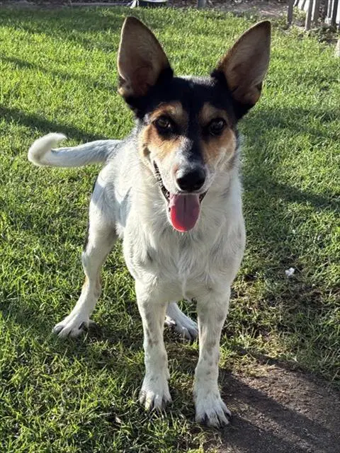 Spot - Australian Cattle Dog/Blue Heeler
