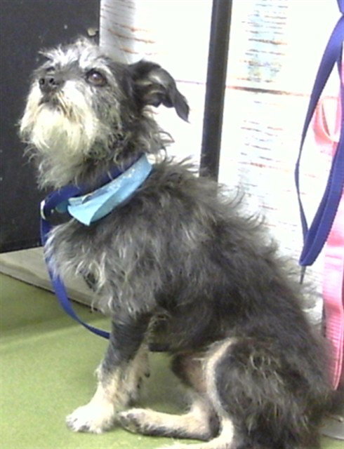 TRAFFIC, a dog for adoption from Devore Animal Shelter
