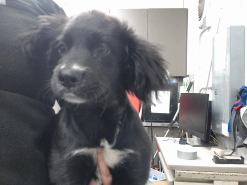 RARU, a dog for adoption from Devore Animal Shelter
