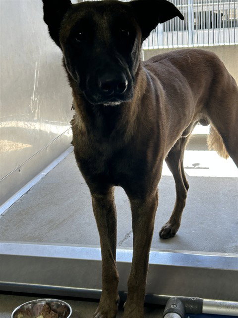 TYSON, a dog for adoption from Devore Animal Shelter