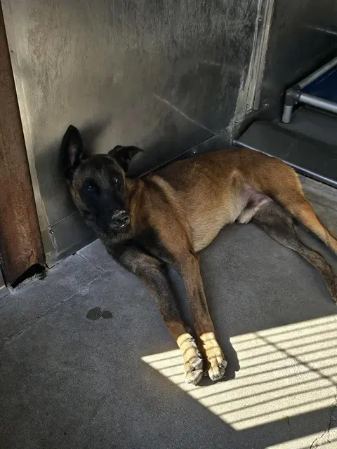 Tyson - Belgian Shepherd Malinois
