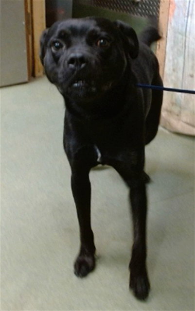 SPARKY, a dog for adoption from Devore Animal Shelter