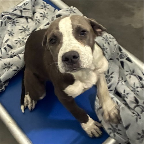 DOVE, a dog for adoption from Devore Animal Shelter