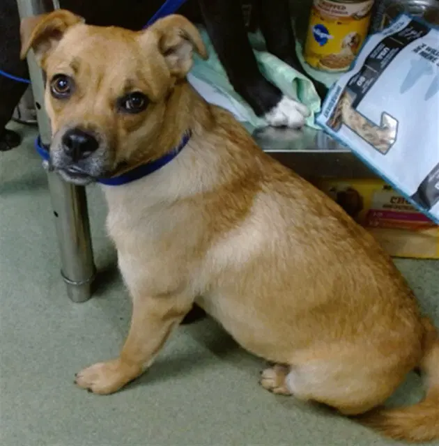 Rochelle - Chihuahua