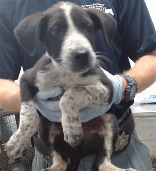 MIKE, a dog for adoption from Devore Animal Shelter