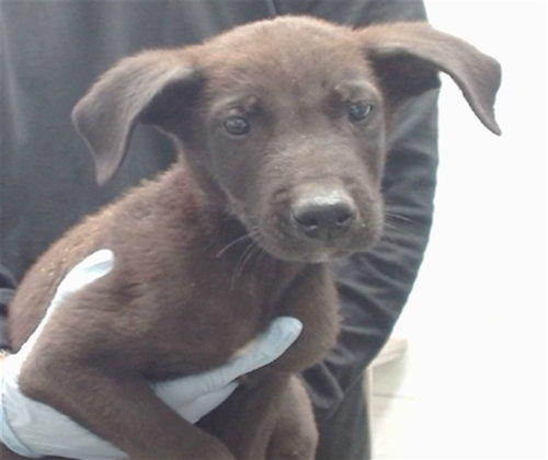 ANGEL, a dog for adoption from Devore Animal Shelter