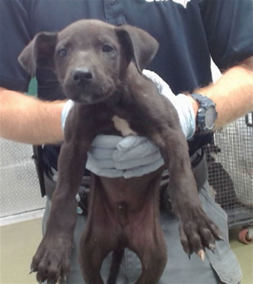 GERMAN, a dog for adoption from Devore Animal Shelter