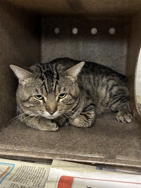 Tiger, Domestic Short Hair (medium coat)