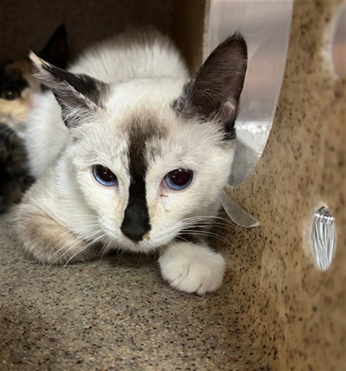 BEYONCE, a cat for adoption from Devore Animal Shelter