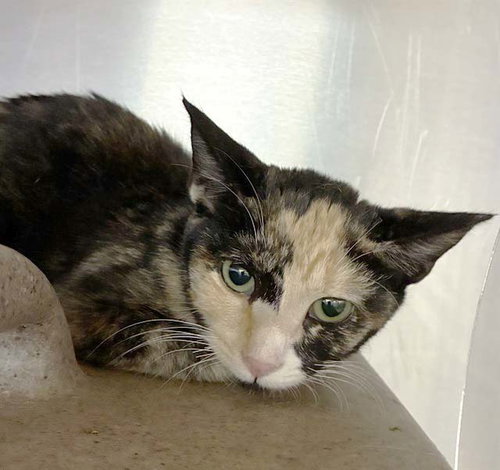 Solange, Domestic Short Hair (medium coat)