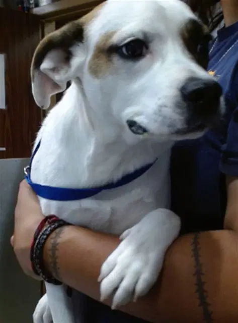 Spotty - Pit Bull Terrier