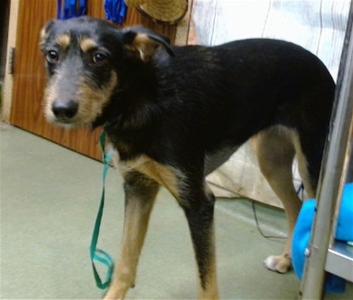 Bella, Terrier / Mixed (medium coat)