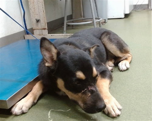 Clove, German Shepherd Dog / Mixed (medium coat)