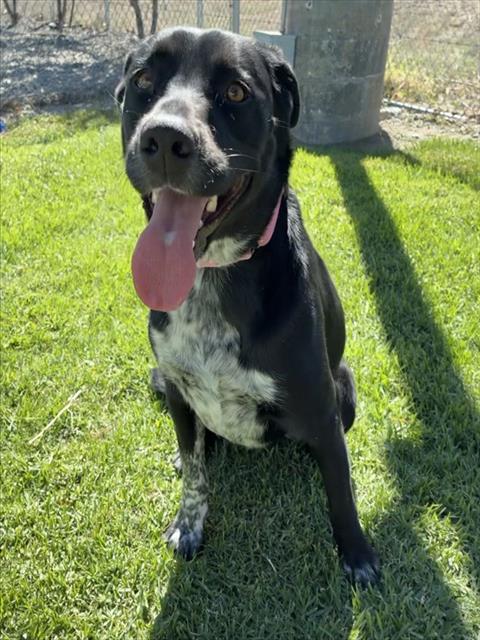 Willow, Labrador Retriever / Australian Cattle Dog/Blue Heeler / Mixed (medium coat)