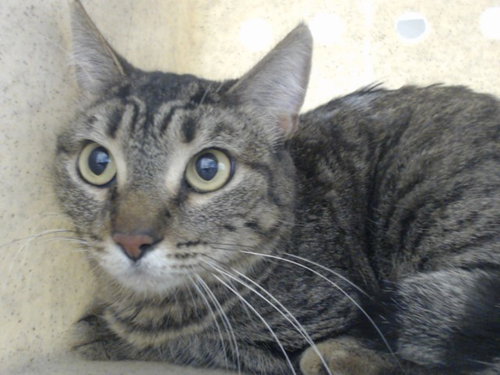 Sadie, Domestic Short Hair (medium coat)