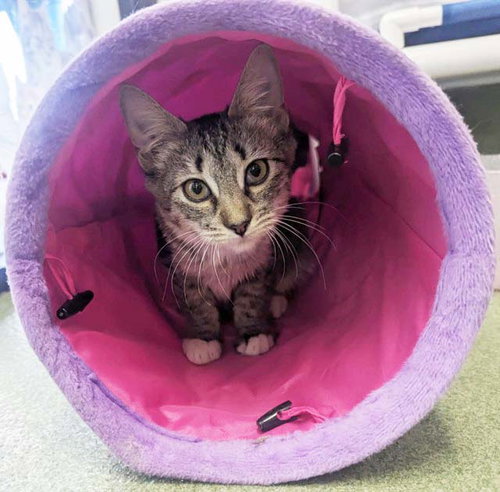 Angelica, Domestic Short Hair (medium coat)