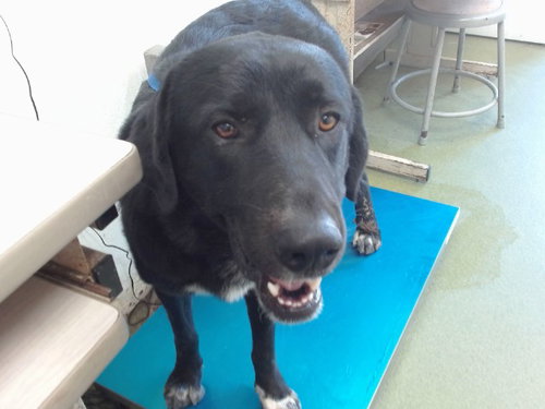 Rudder, Labrador Retriever / Mixed (medium coat)