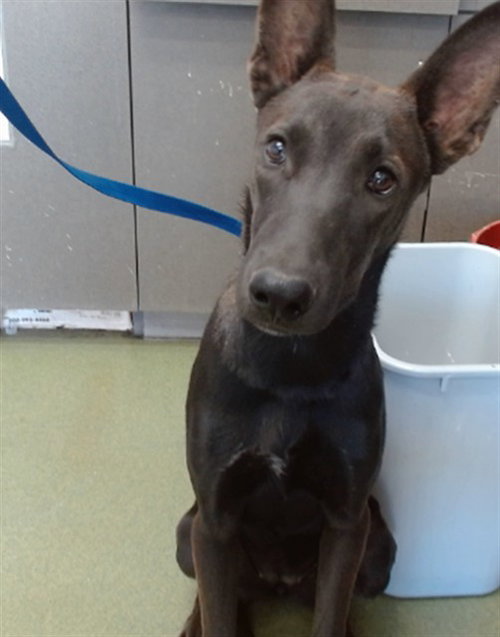 Mina, Belgian Shepherd Malinois / Mixed (medium coat)