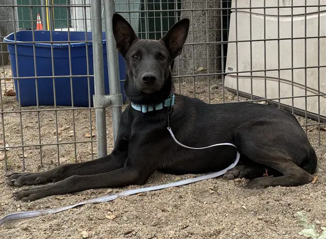 Mina - Belgian Shepherd Malinois