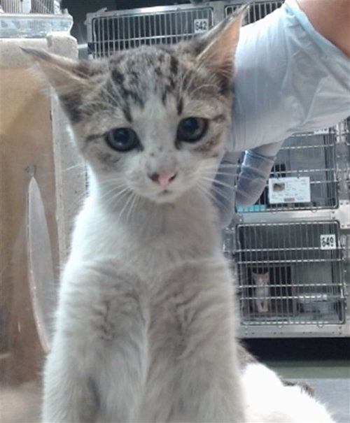 Ingrid, Domestic Short Hair (medium coat)