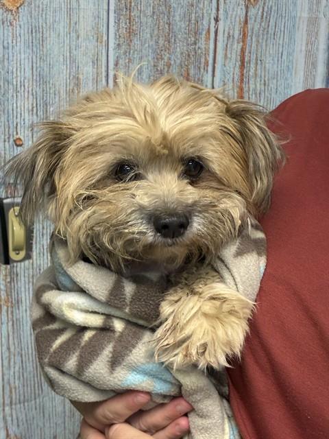 Felicia, Yorkshire Terrier Yorkie (medium coat)