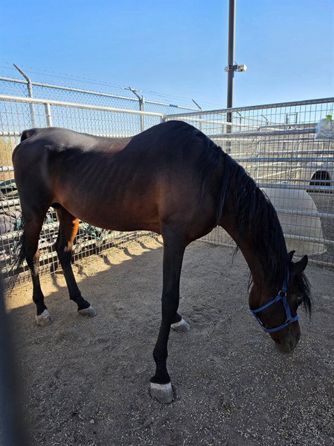 Royce, Horse / Arabian (medium coat)