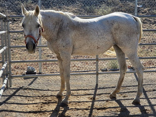 Swan, Horse / Arabian (medium coat)
