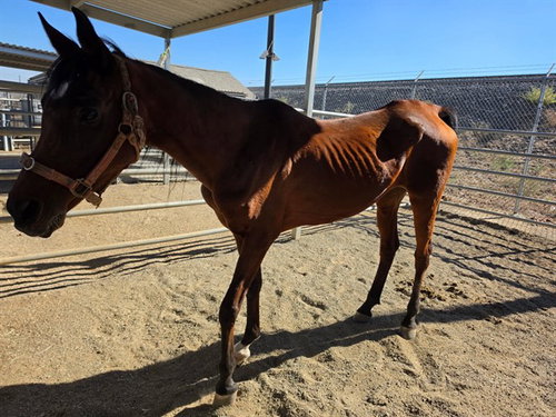 Vogue, Horse / Arabian (medium coat)
