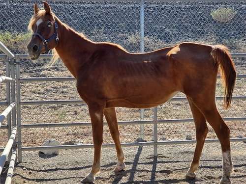 Ottum, Horse / Arabian (medium coat)