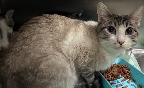 Pretty, Domestic Short Hair (medium coat)