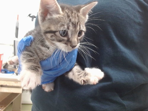 Baby Boy, Domestic Short Hair (medium coat)