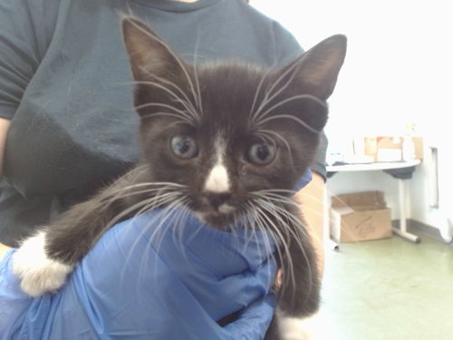Cutie Patootie, Domestic Short Hair (medium coat)