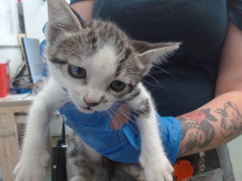 Mary, Domestic Short Hair (medium coat)