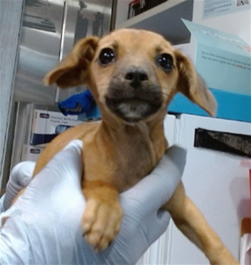 June, Chihuahua (medium coat)