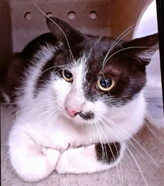 Wayde - Domestic Short Hair