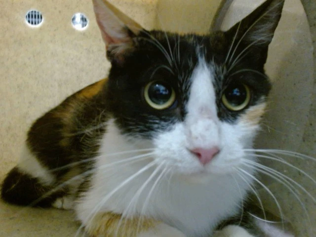Prudence