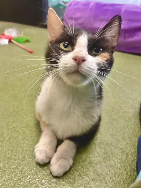 Prudence - Domestic Short Hair