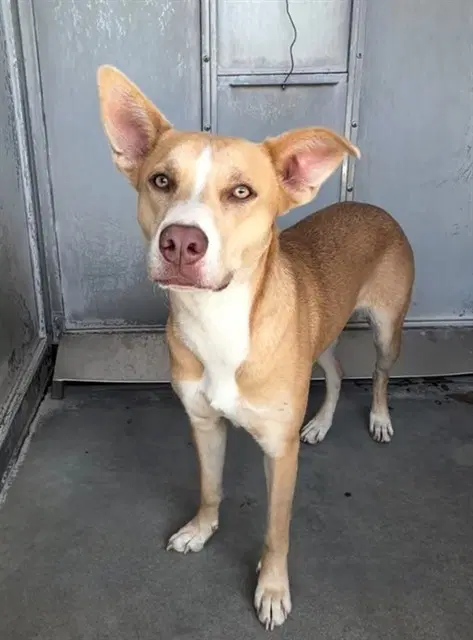 Sunshine - Pit Bull Terrier