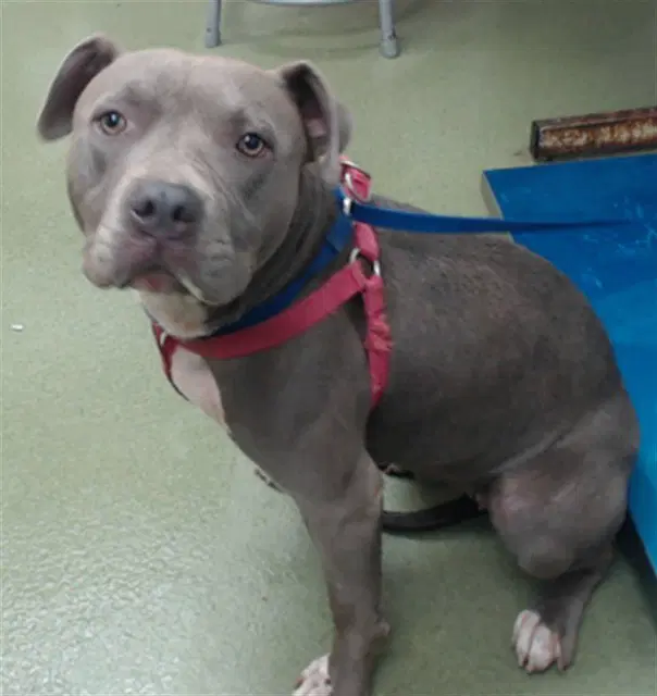 Mallow - Pit Bull Terrier