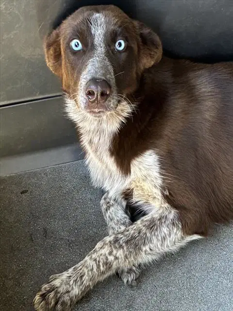 Schotzie - Border Collie